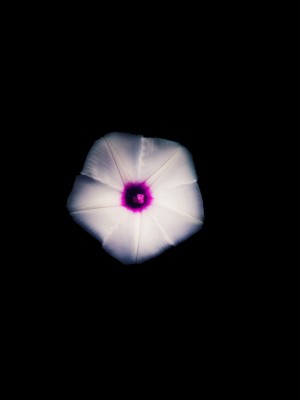 White Flora